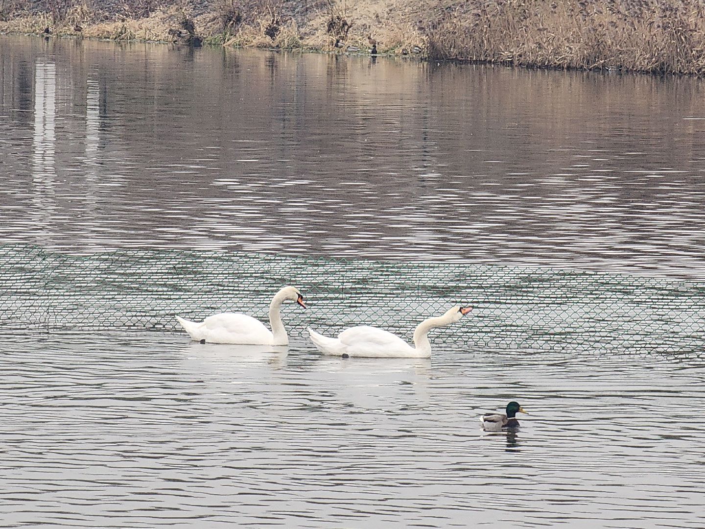 лебеди, река яуза, мытищи, птицы, вертикакли,