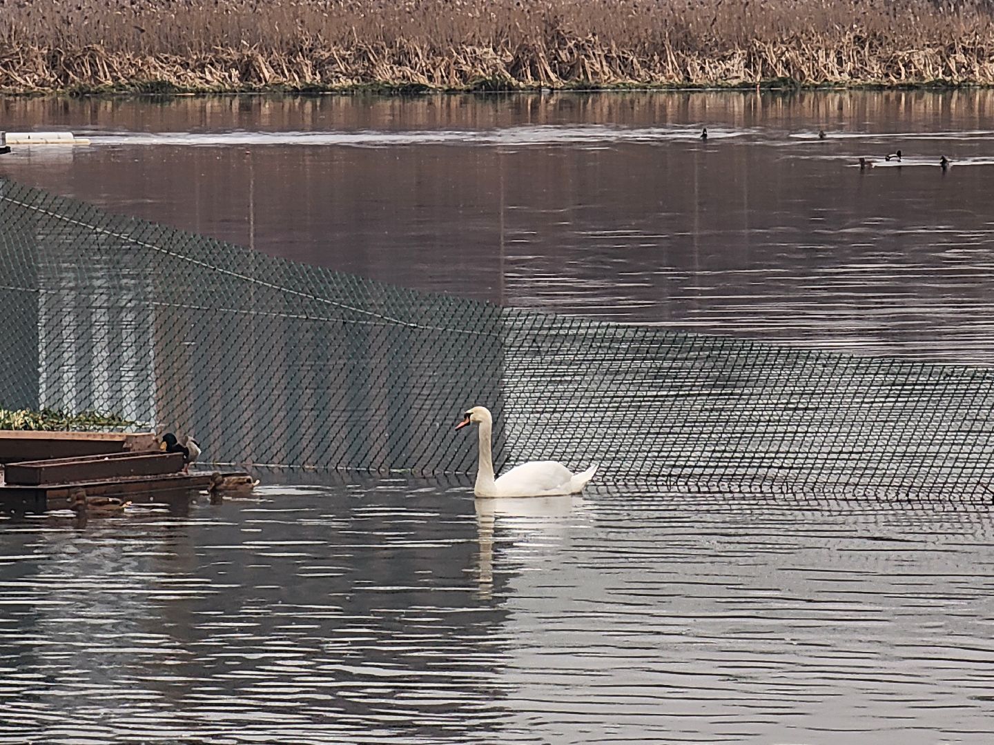лебеди, река яуза, мытищи, птицы, вертикакли,