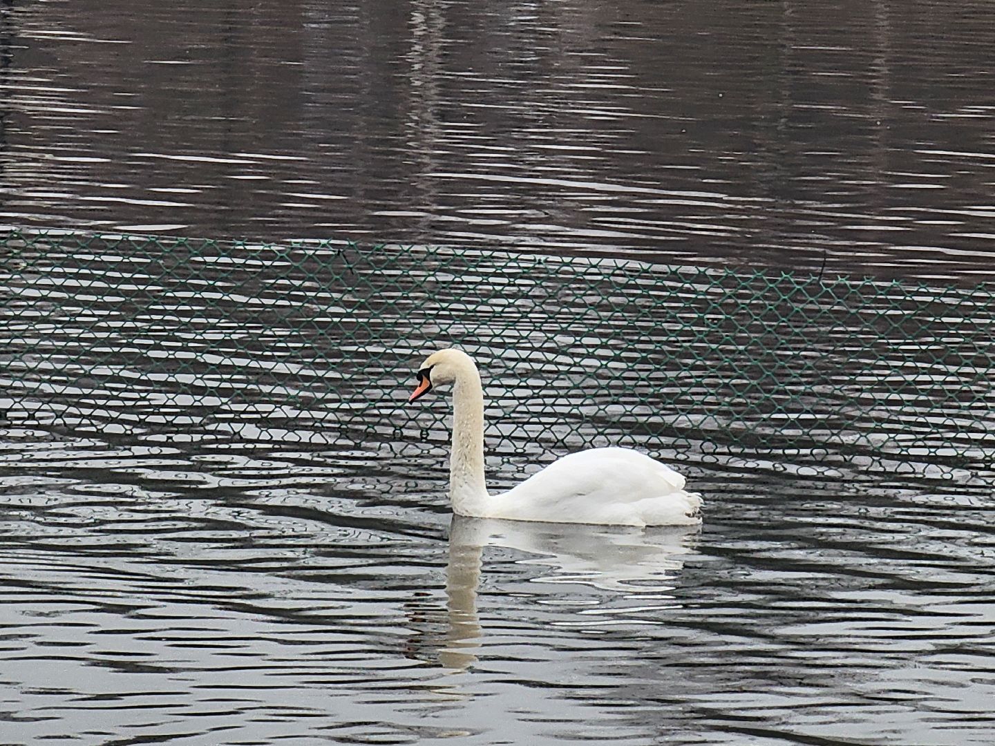лебеди, река яуза, мытищи, птицы, вертикакли,