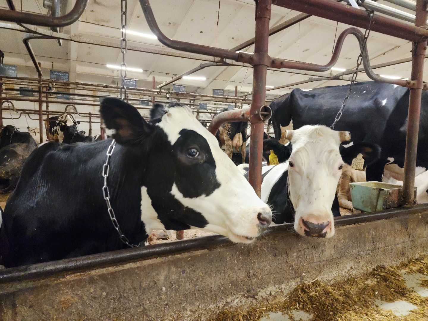 вертикалки, Зарайск, Молочная ферма,