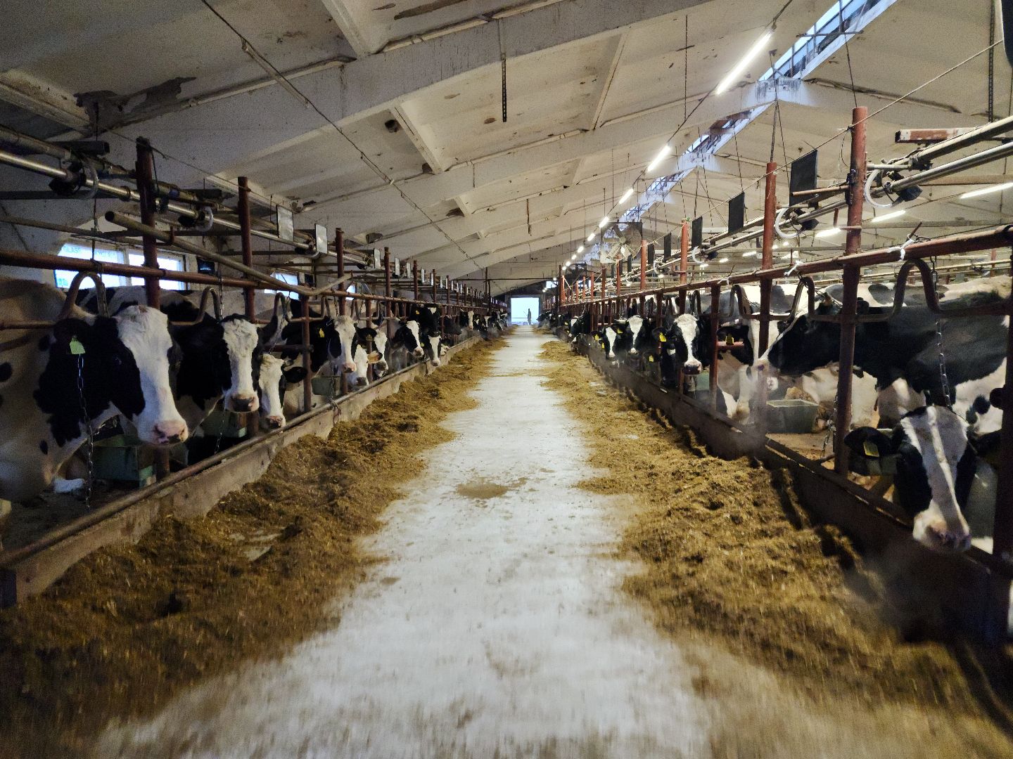 вертикалки, Зарайск, Молочная ферма,