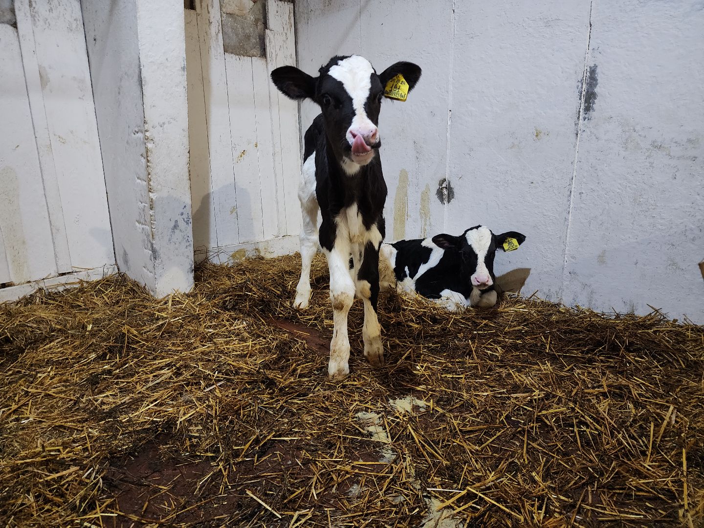 вертикалки, Зарайск, Молочная ферма,