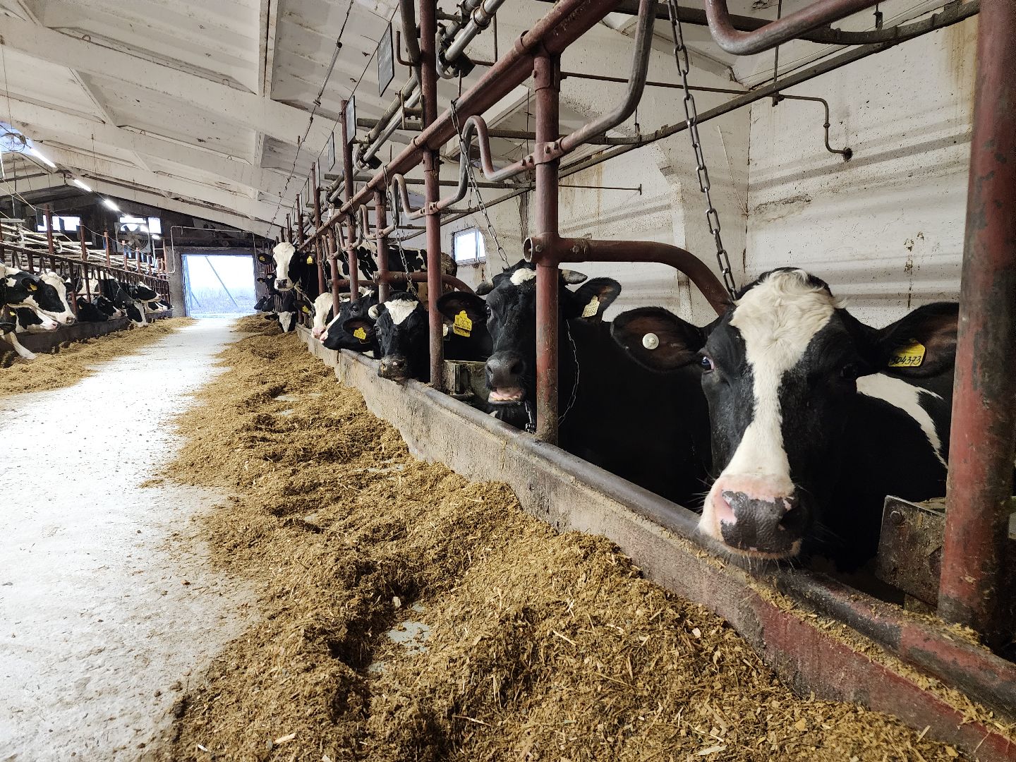 вертикалки, Зарайск, Молочная ферма,