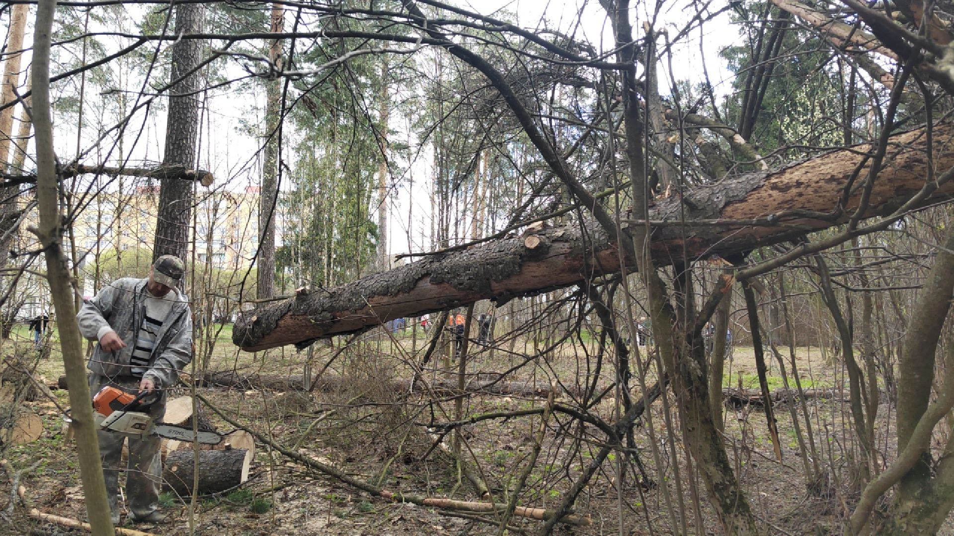 Пушкино, Пушкинский округ, Единая Россия, субботник