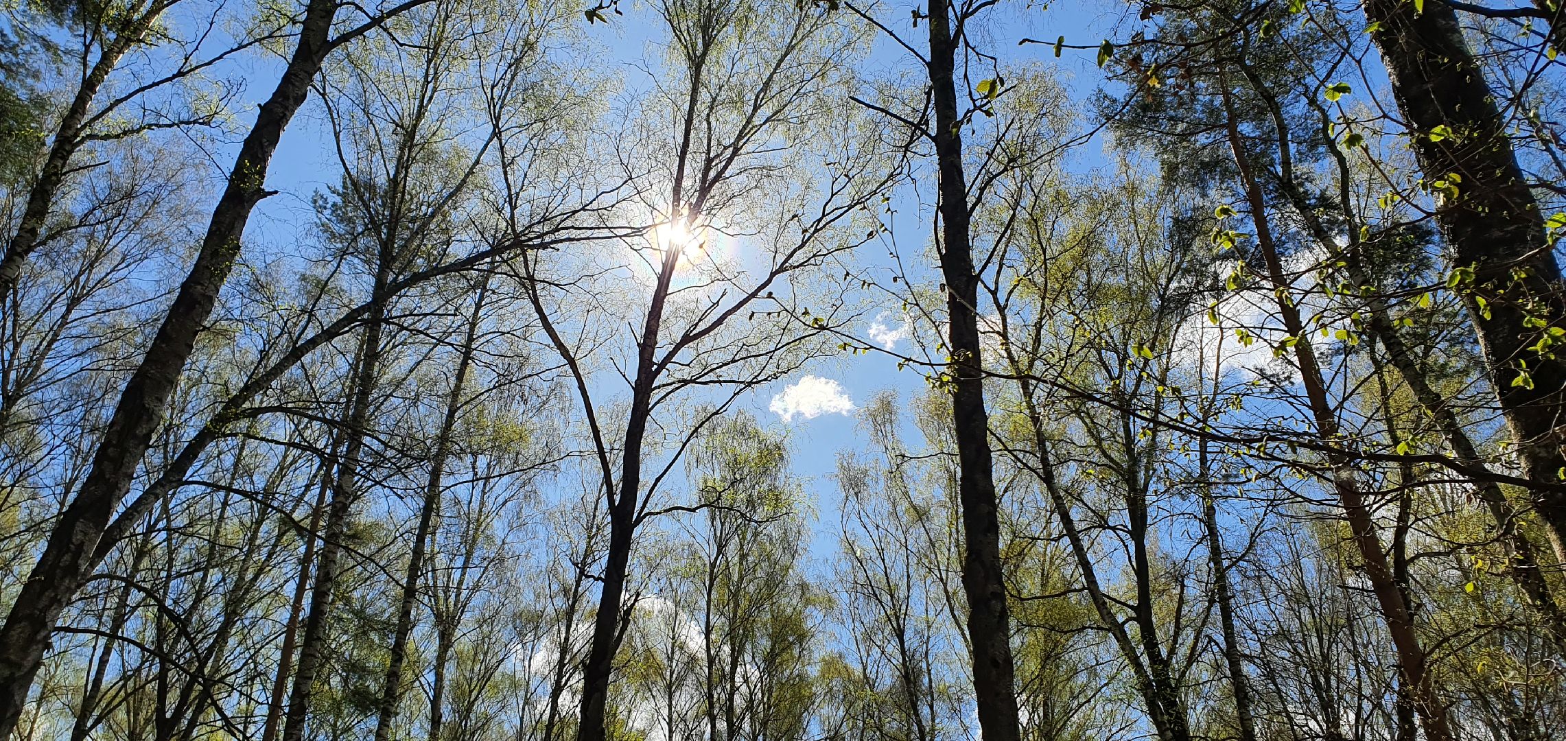 Субботник, Парки Домодедова, деревня Гальчино