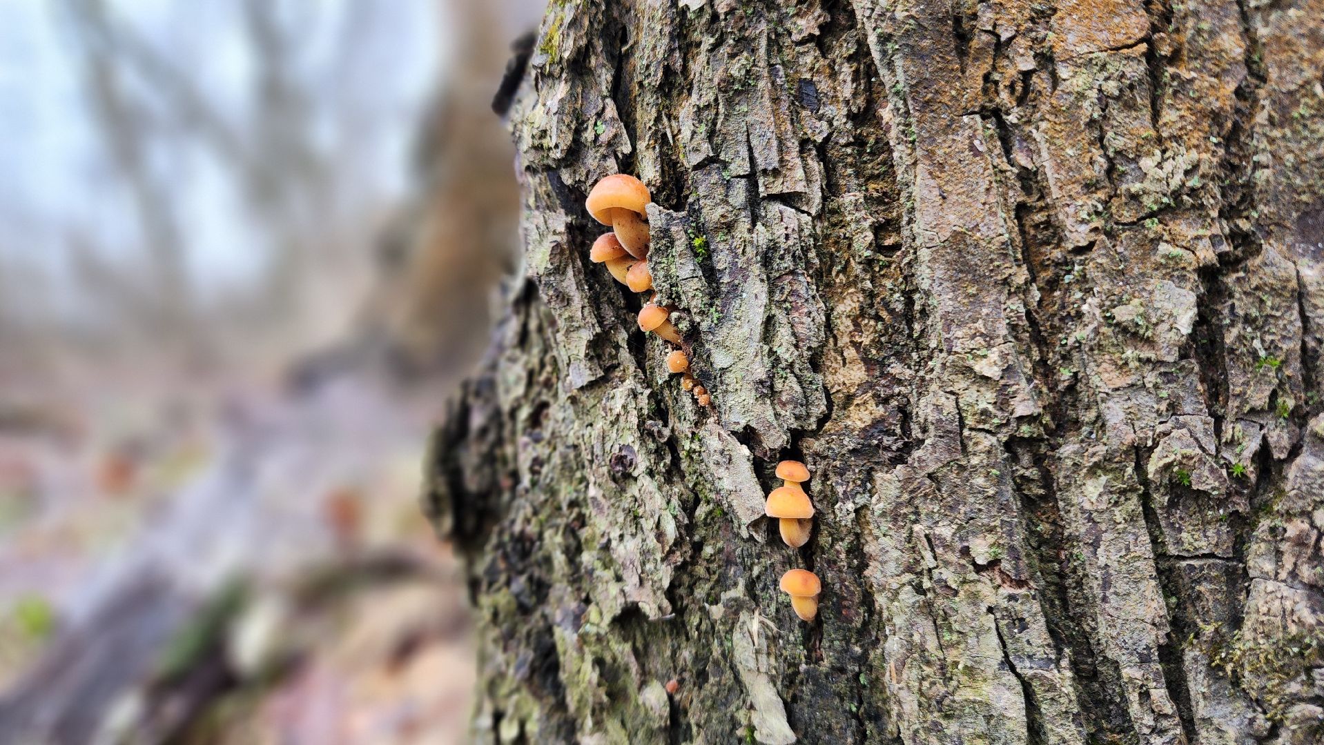 ступино, природа, подмосковье, грибы,