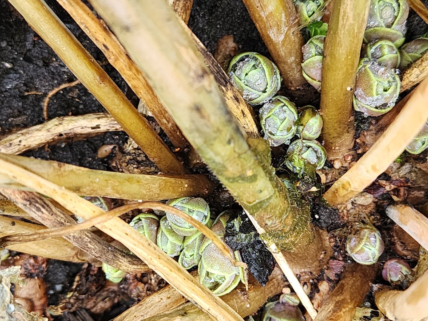 Коломна, погодная аномалия, погода,