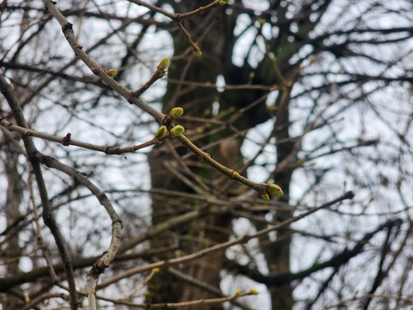 Коломна, погодная аномалия, погода,