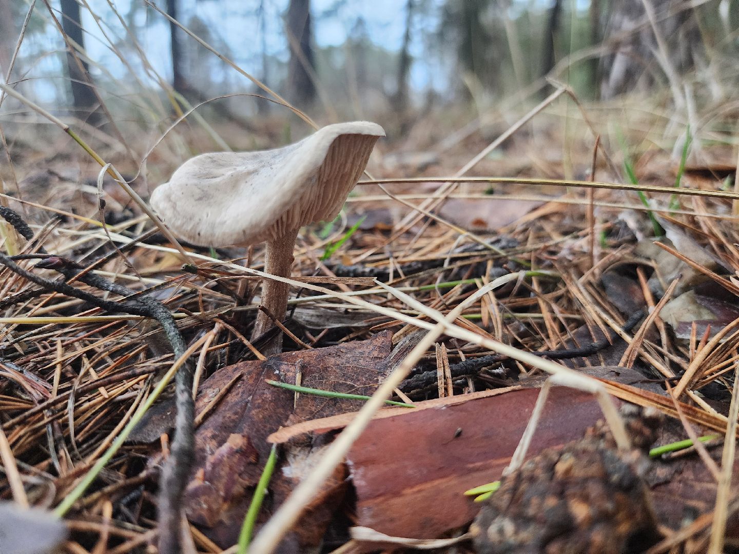 Коломна, погодная аномалия, погода,