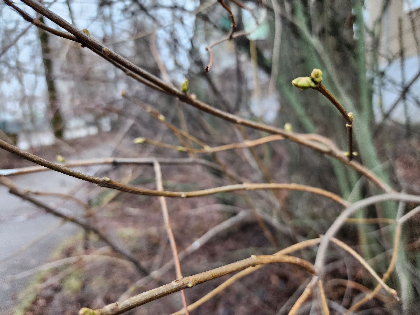 Коломна, погодная аномалия, погода,