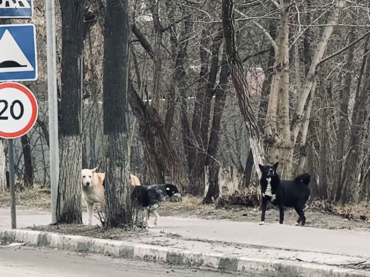 бешенство, раменское, ветеринар, здоровье, клещи,