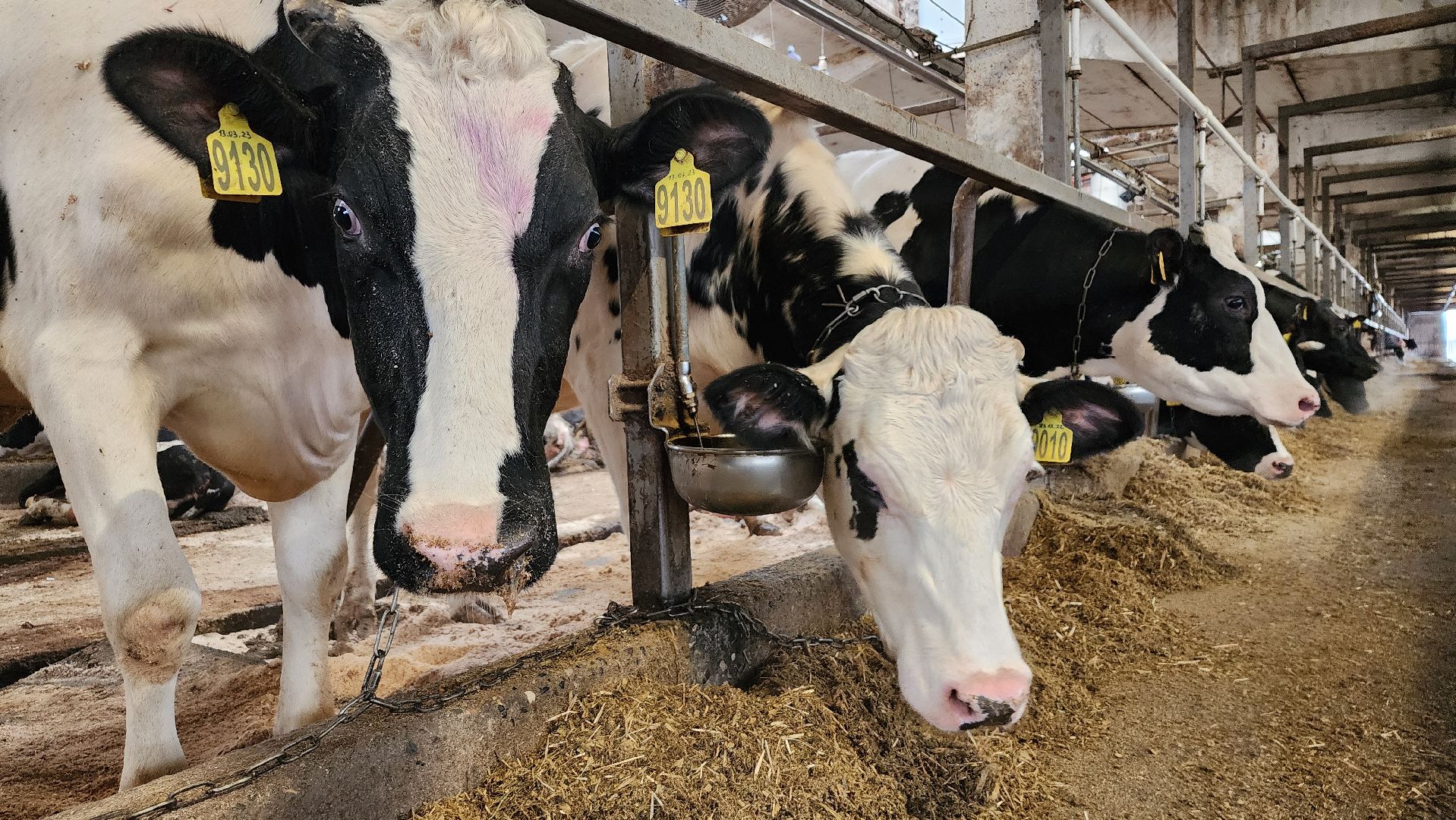 животноводство, животноводческое хозяйство, станок для обработки копыт, рабочий поселок Обухово, Богородский городской округ, вертикалки,