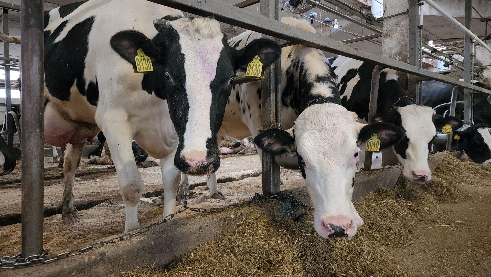 животноводство, животноводческое хозяйство, станок для обработки копыт, рабочий поселок Обухово, Богородский городской округ, вертикалки,