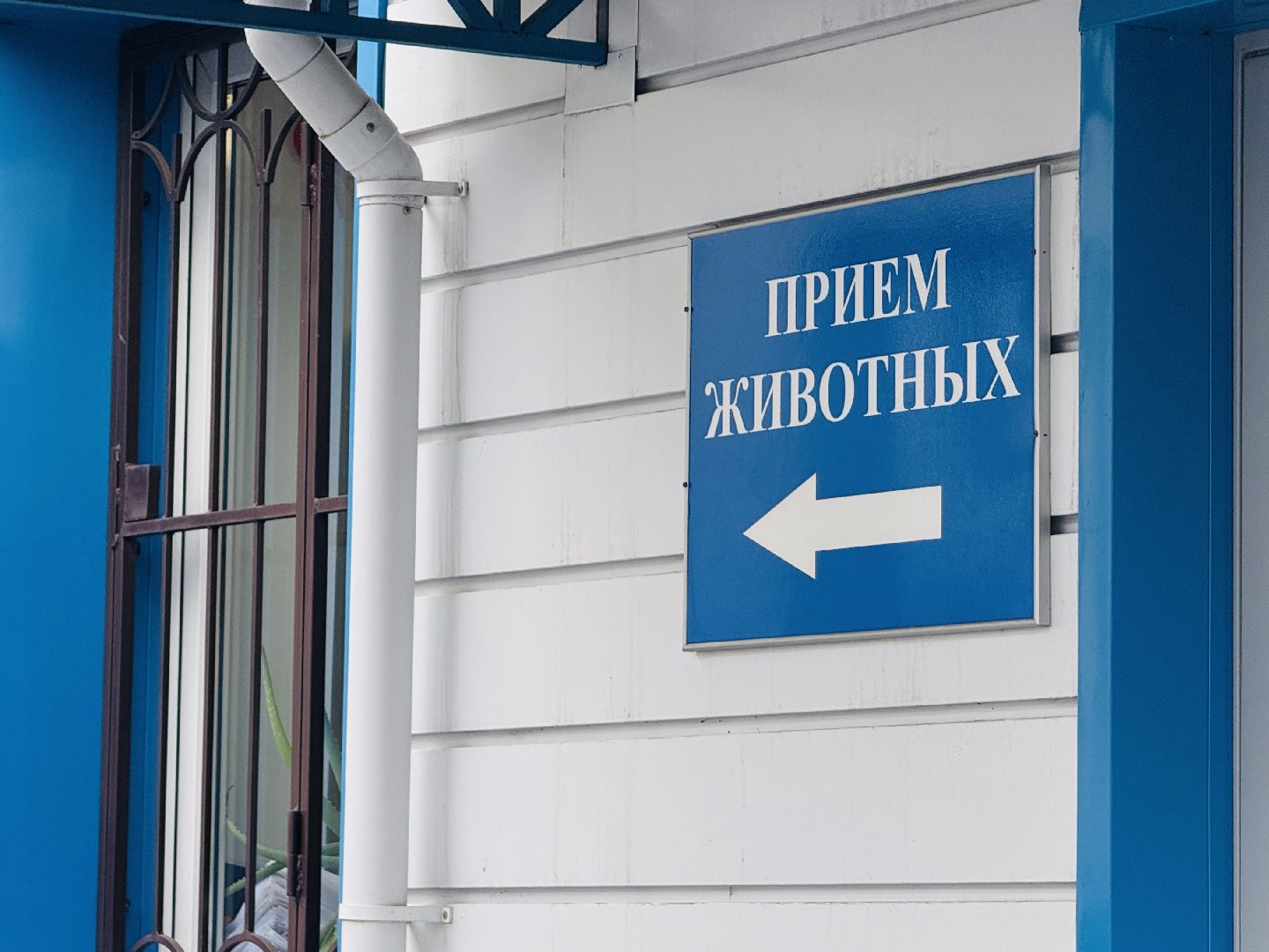 клещи, ветеринар, раменское, подмосковье,