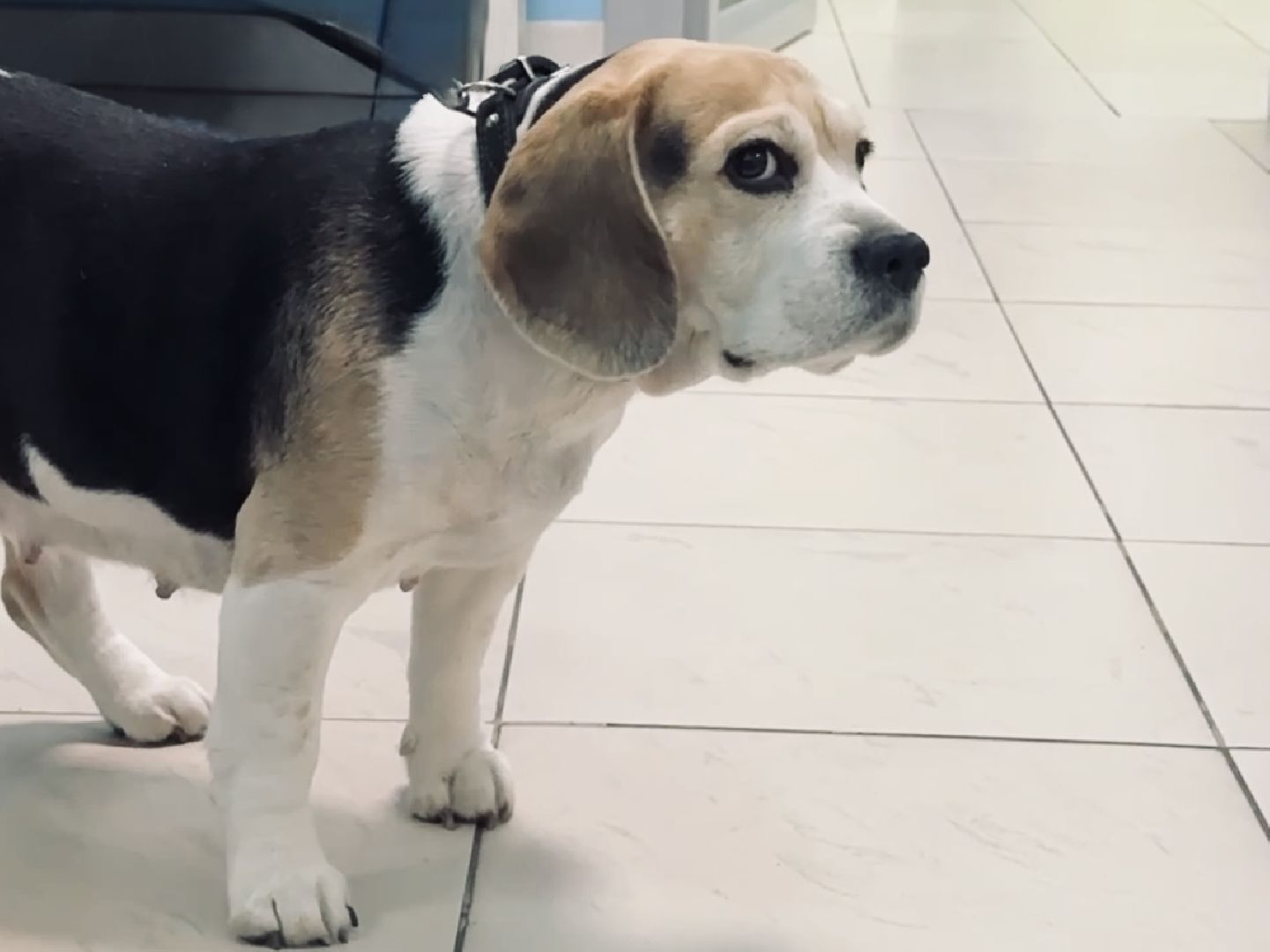 клещи, ветеринар, раменское, подмосковье,