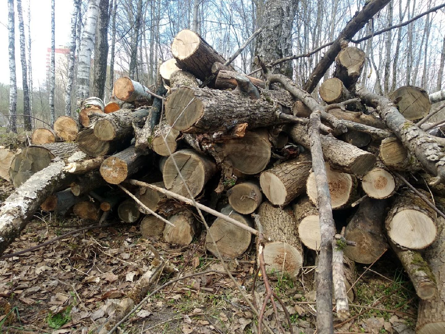 Дмитров, Благоустройство