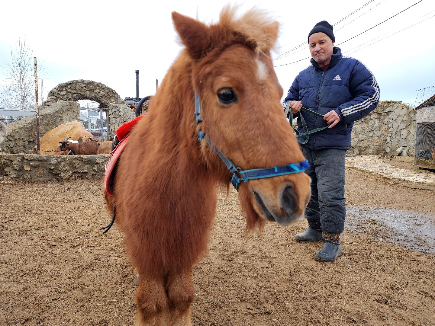 раменское, туризм, ферма 56, пони, вертикалка,