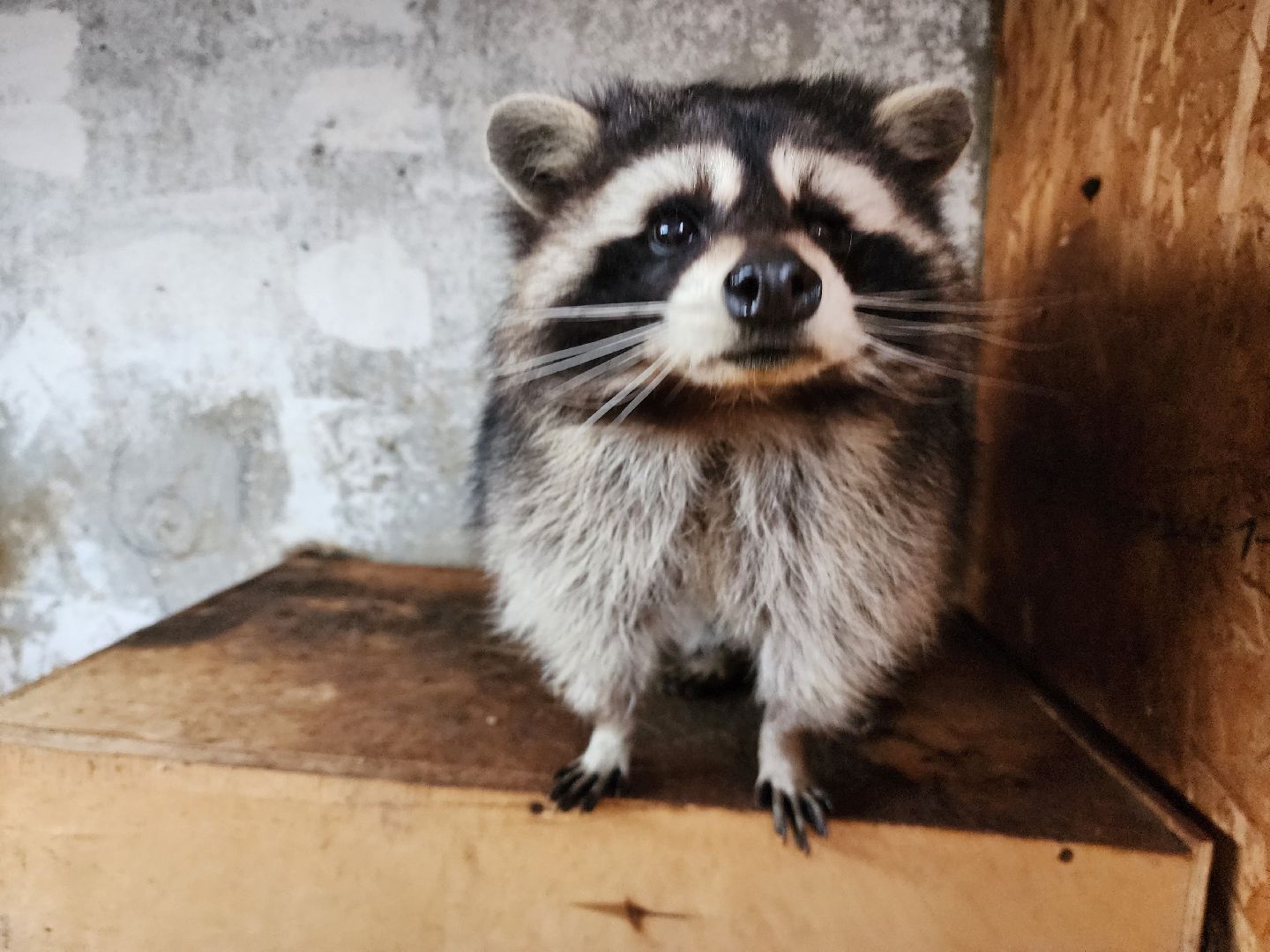 раменское, туризм, ферма 56, пони, вертикалка,