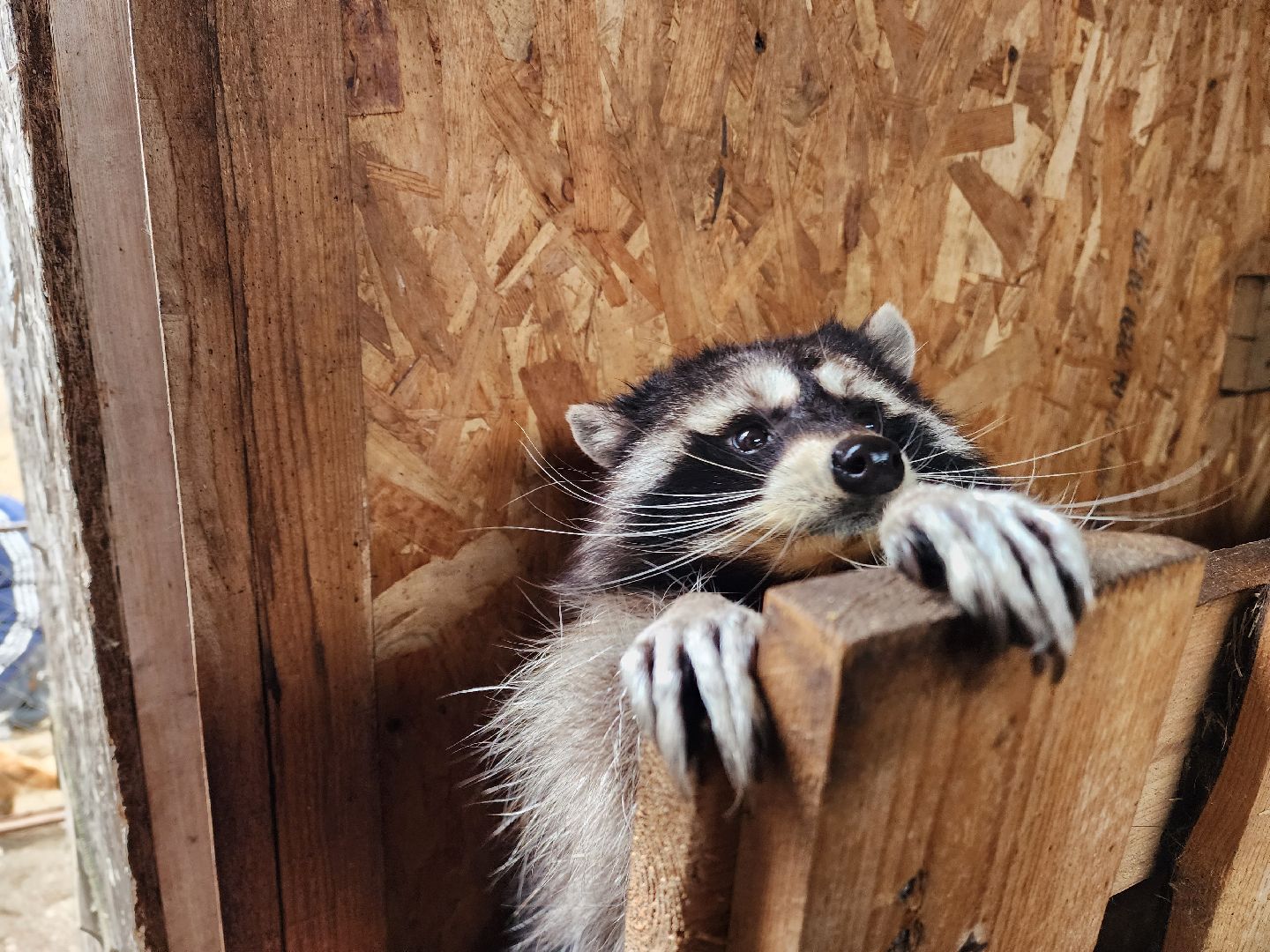 раменское, туризм, ферма 56, пони, вертикалка,