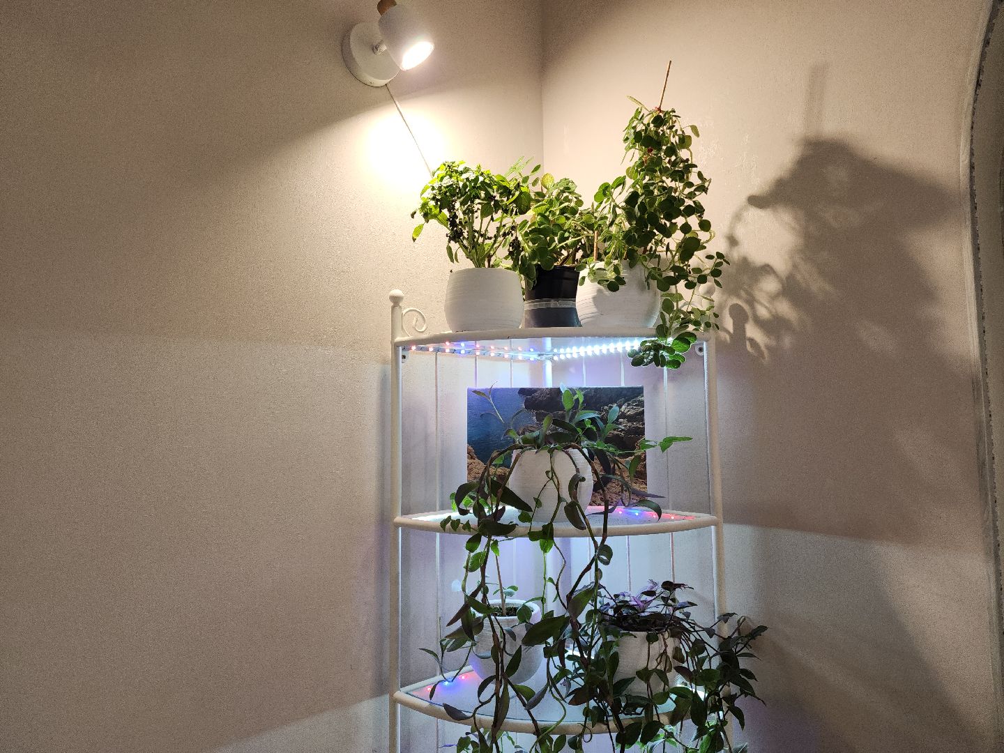 Подольск, Умный дом, Микроклимат, Увлажнитель воздуха, Комнатные цветы, вертикалки,