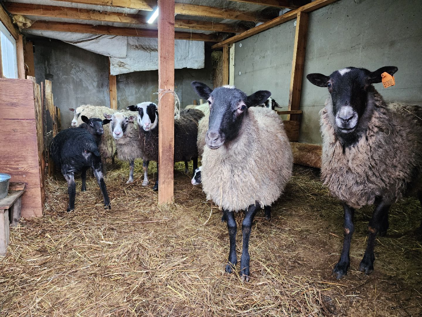 раменское, туризм, ферма 56, агрозоопарк, животные,