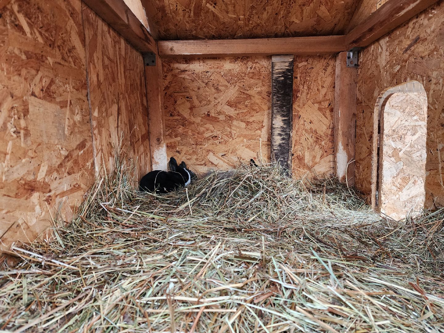 раменское, туризм, ферма 56, агрозоопарк, животные,