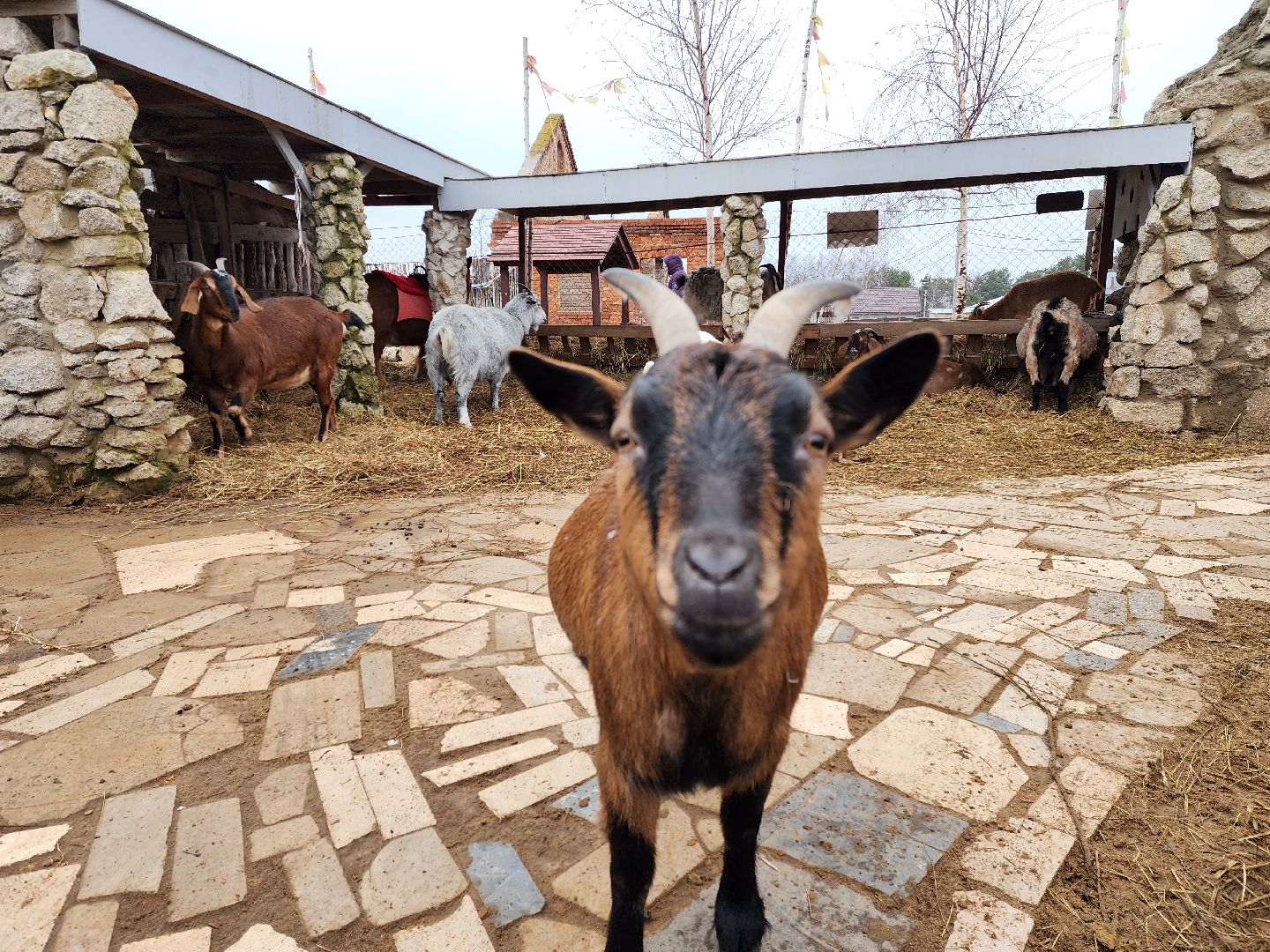 раменское, туризм, ферма 56, агрозоопарк, животные,
