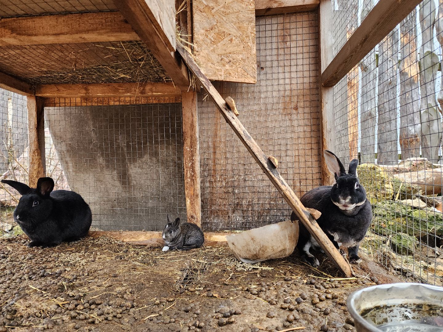 раменское, туризм, ферма 56, агрозоопарк, животные,