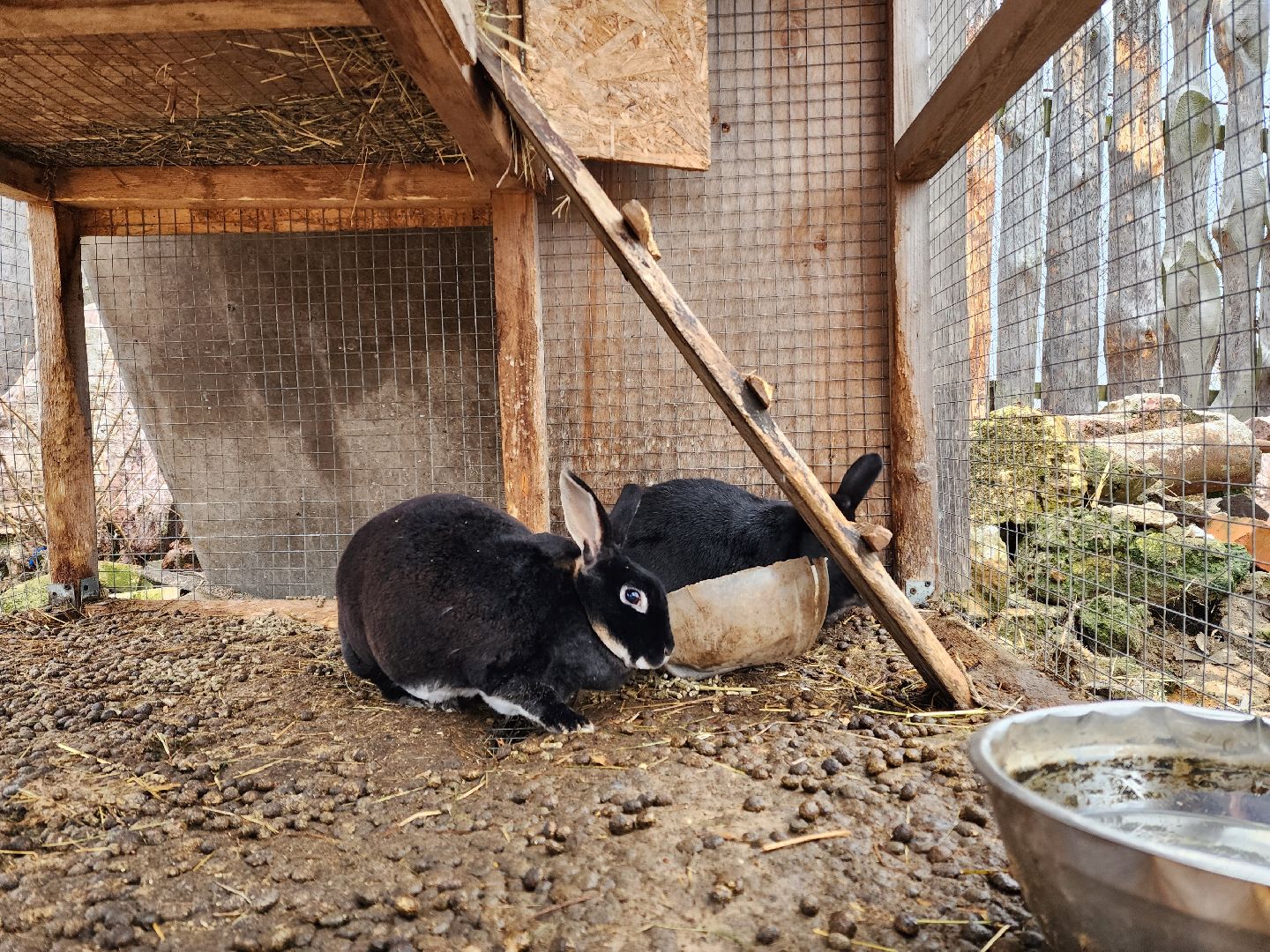 раменское, туризм, ферма 56, агрозоопарк, животные,