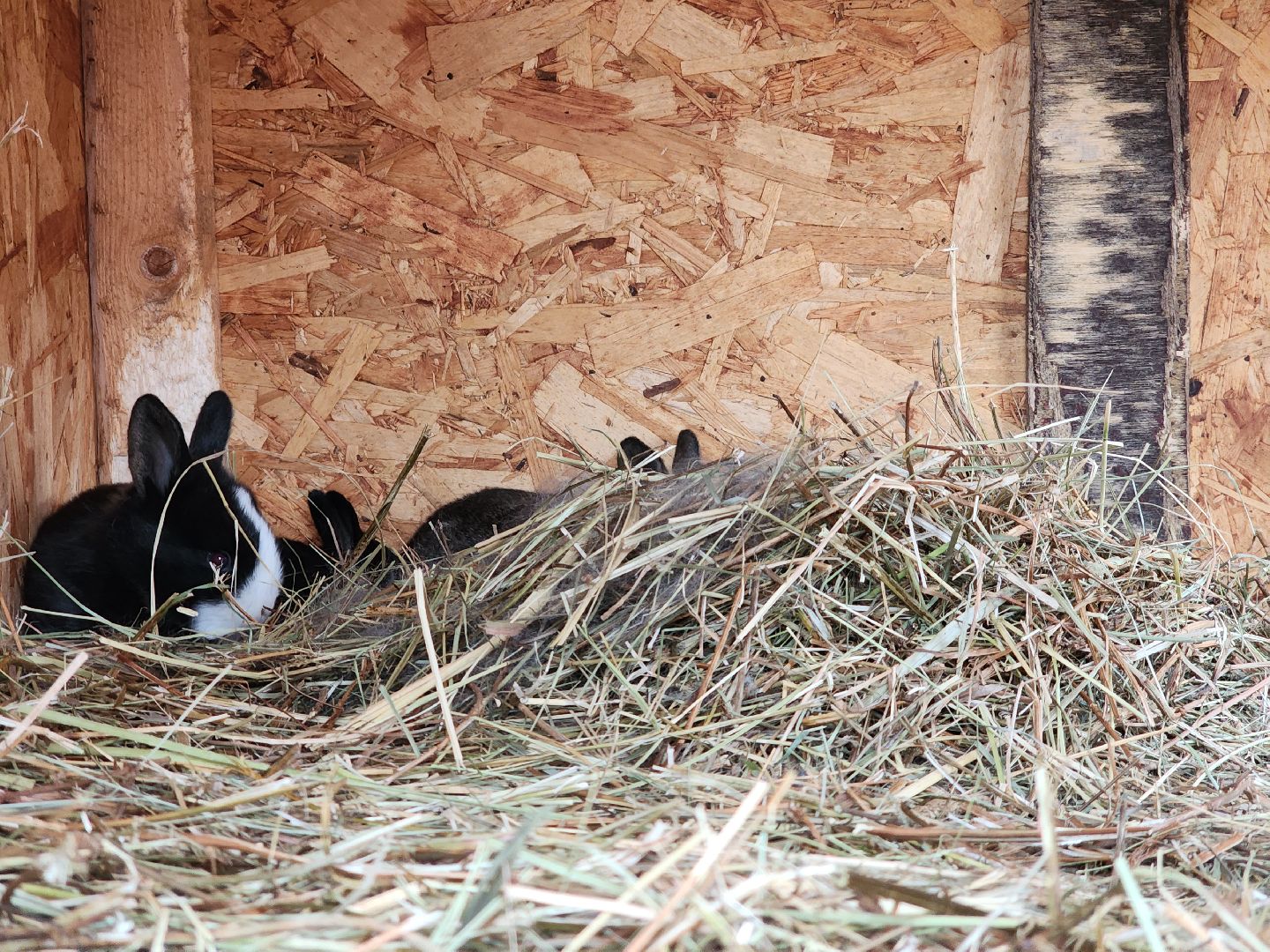 раменское, туризм, ферма 56, агрозоопарк, животные,