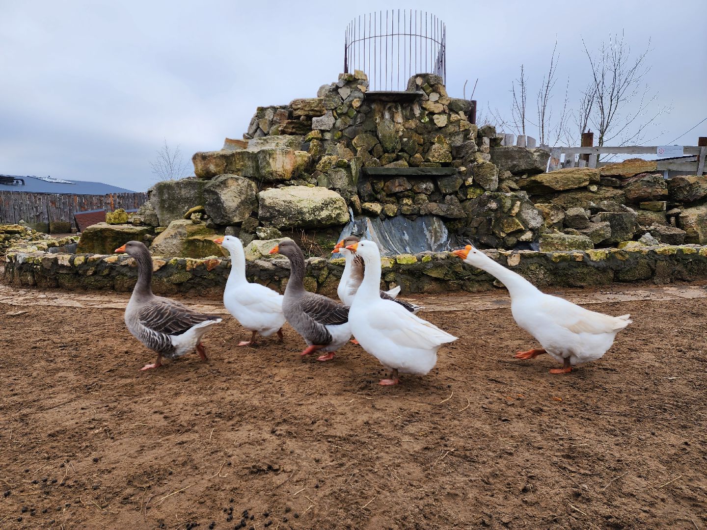 раменское, туризм, ферма 56, агрозоопарк, животные,