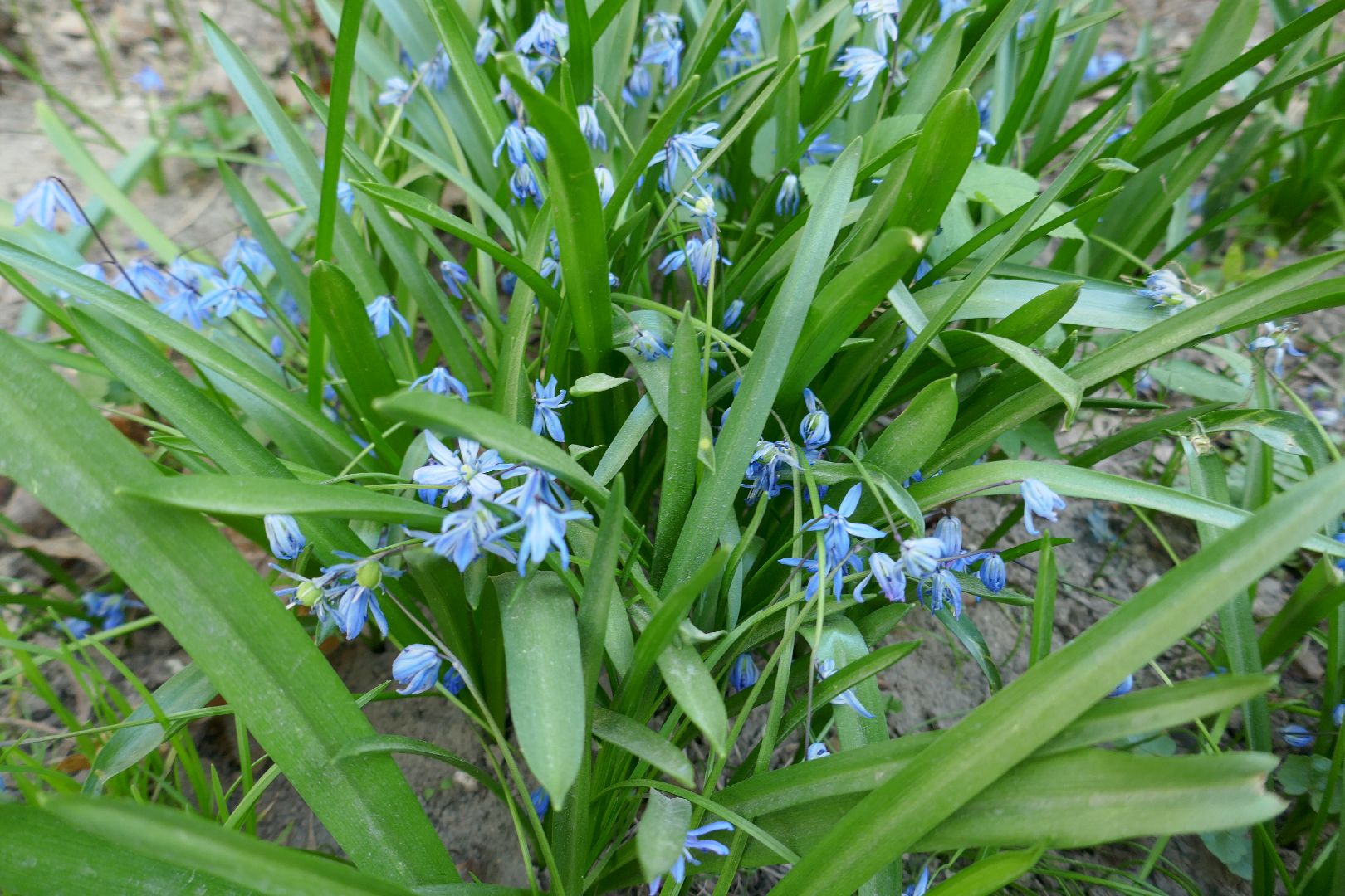 Подольск, благоустройство, субботник, цветы