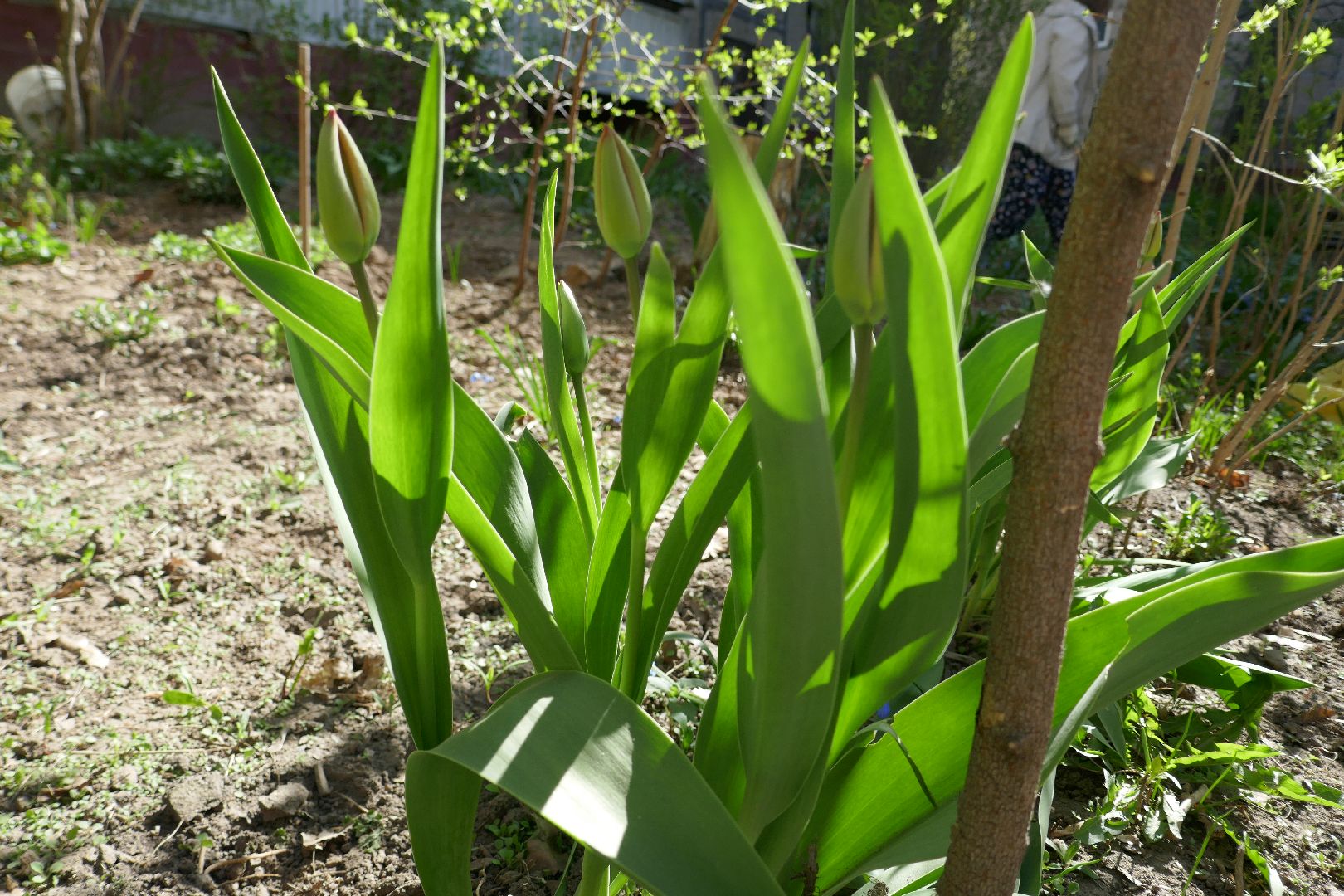 Подольск, благоустройство, субботник, цветы
