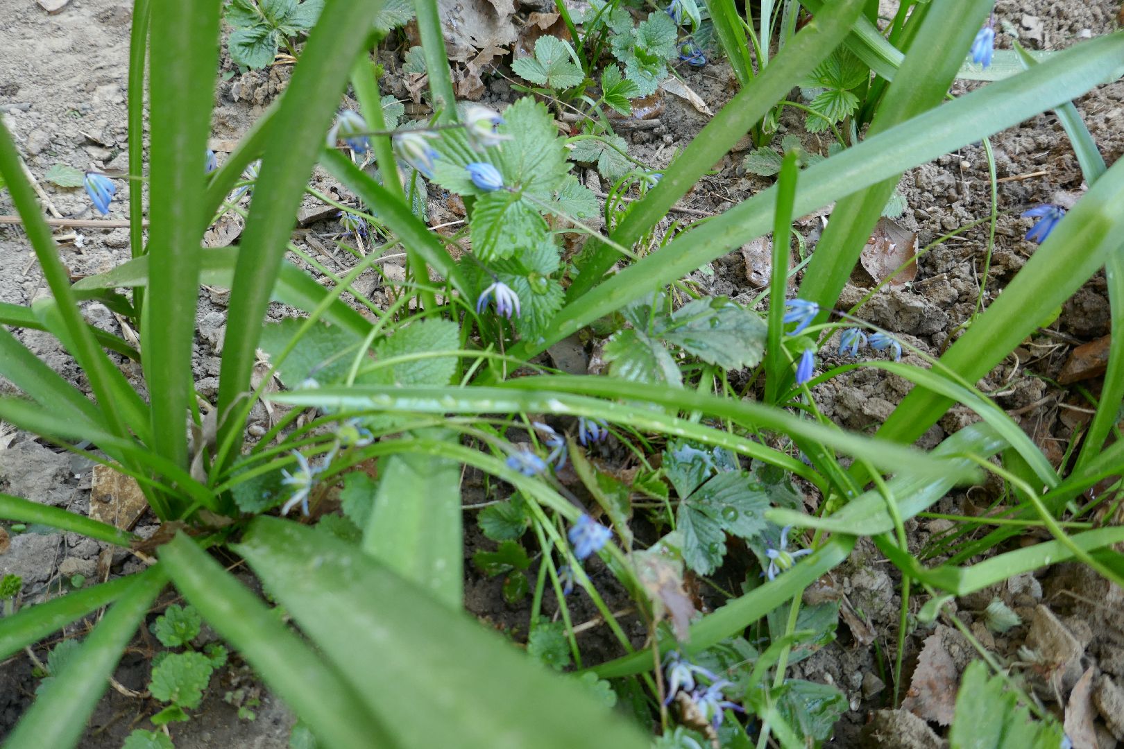 Подольск, благоустройство, субботник, цветы