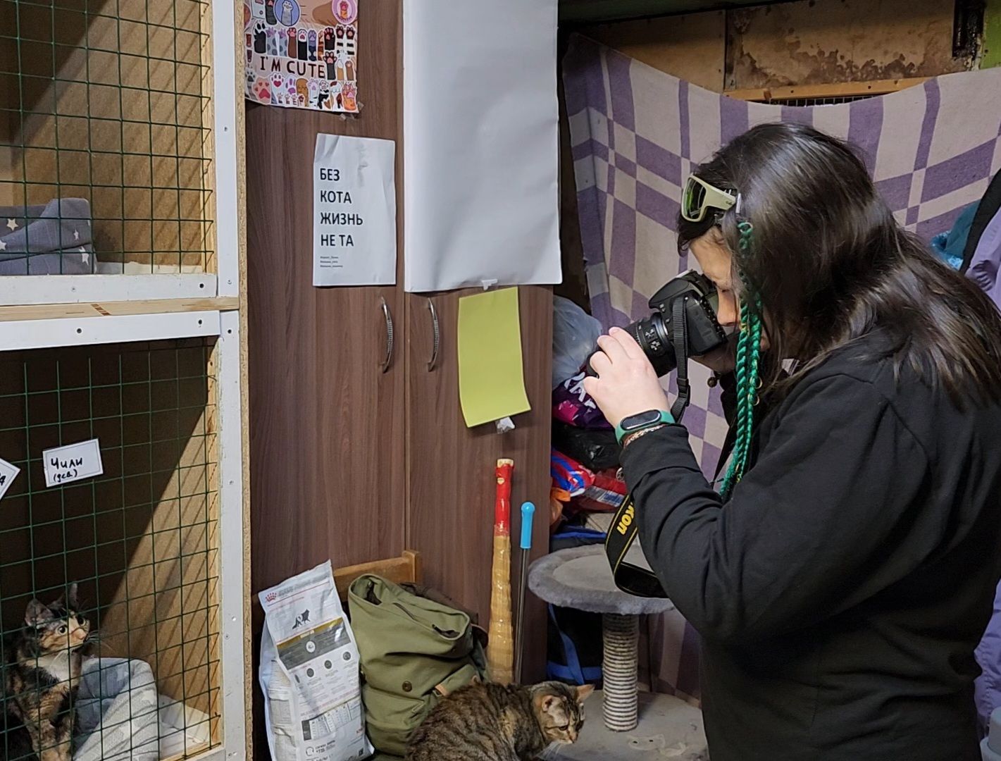 Дубна, Выставка, Благотворительная выставка, Помощь животным, Помощь приюту, вертикалки,