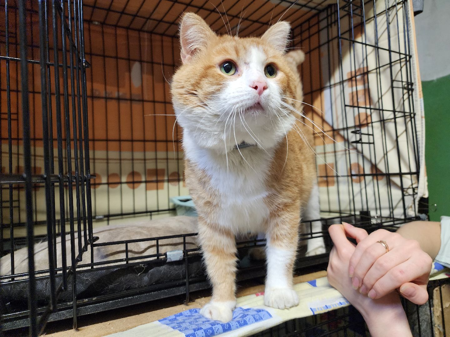 Дубна, Выставка, Благотворительная выставка, Помощь животным, Помощь приюту, вертикалки,