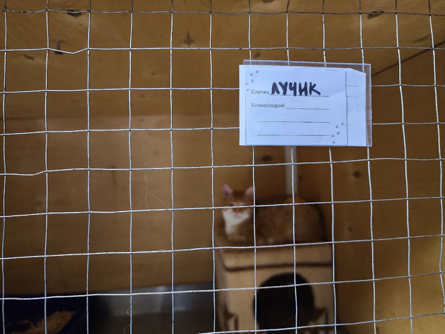 Дубна, Выставка, Благотворительная выставка, Помощь животным, Помощь приюту, вертикалки,