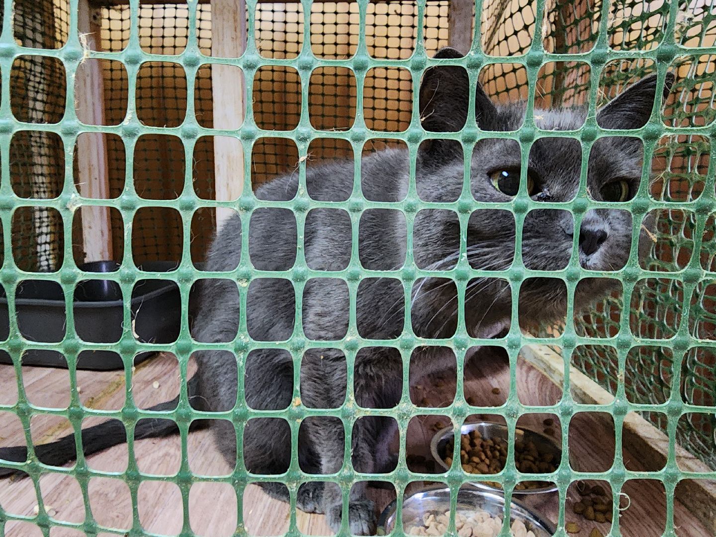 химки, приют для животных, волонтеры, кошки,