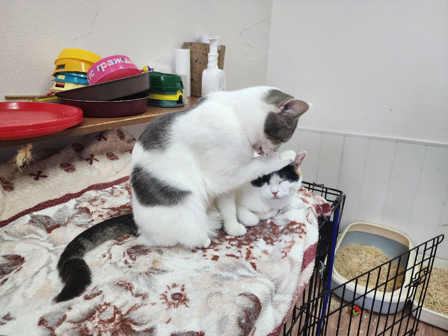 химки, приют для животных, волонтеры, кошки,