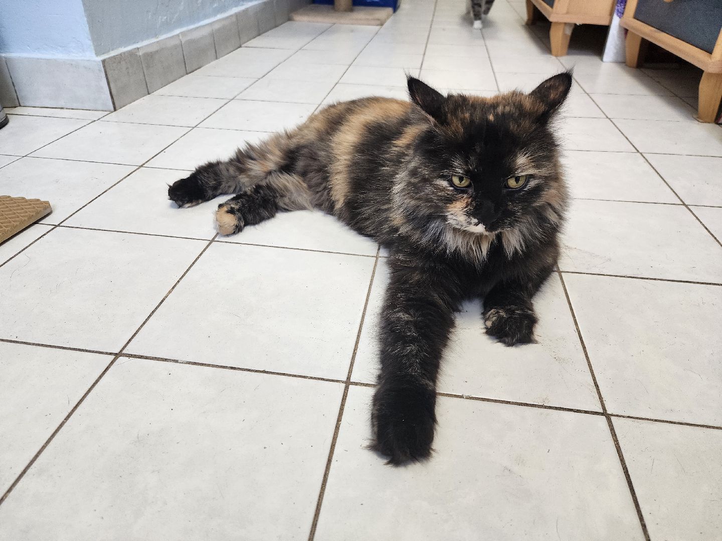 химки, приют для животных, волонтеры, кошки,