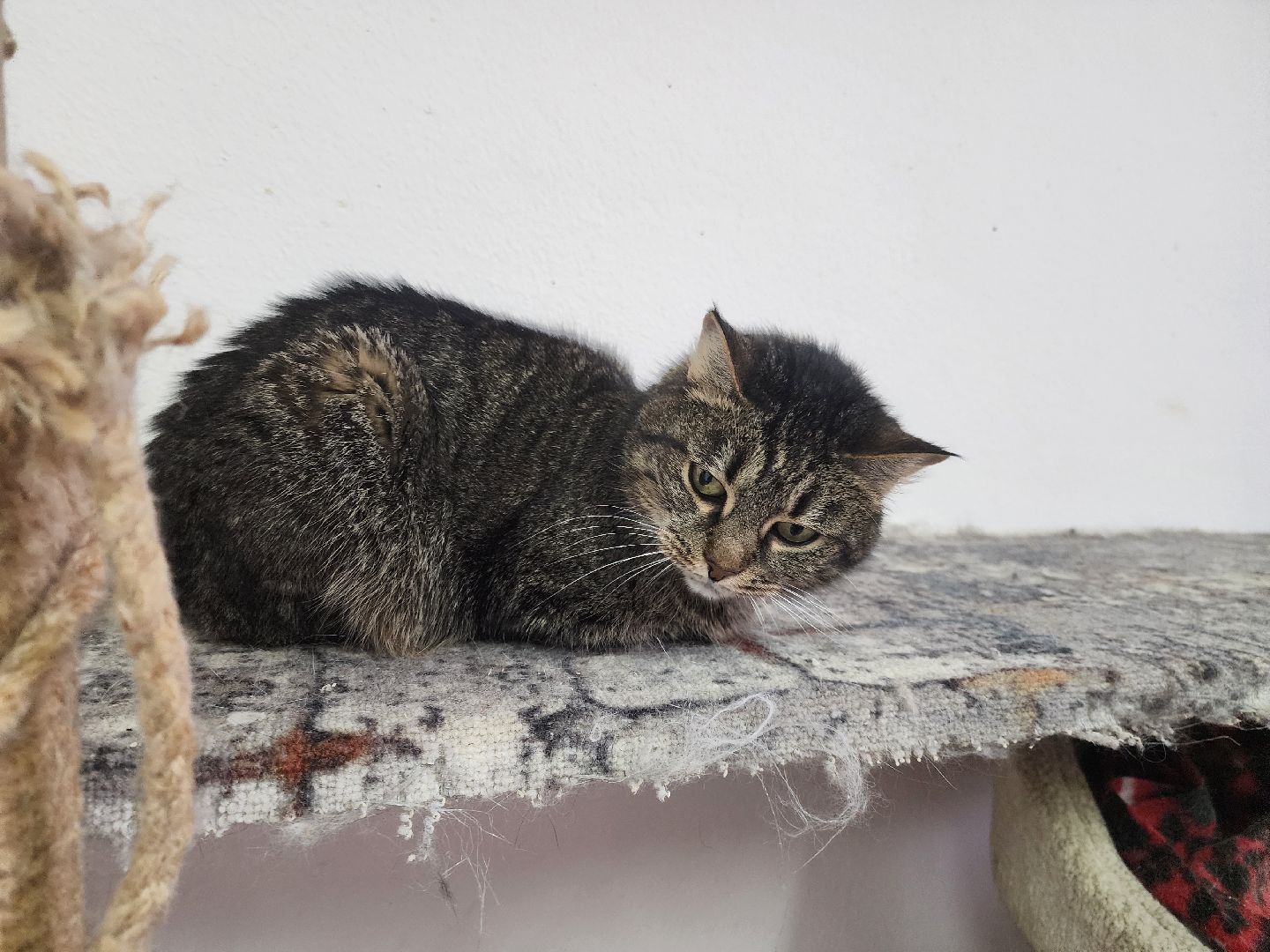 химки, приют для животных, волонтеры, кошки,