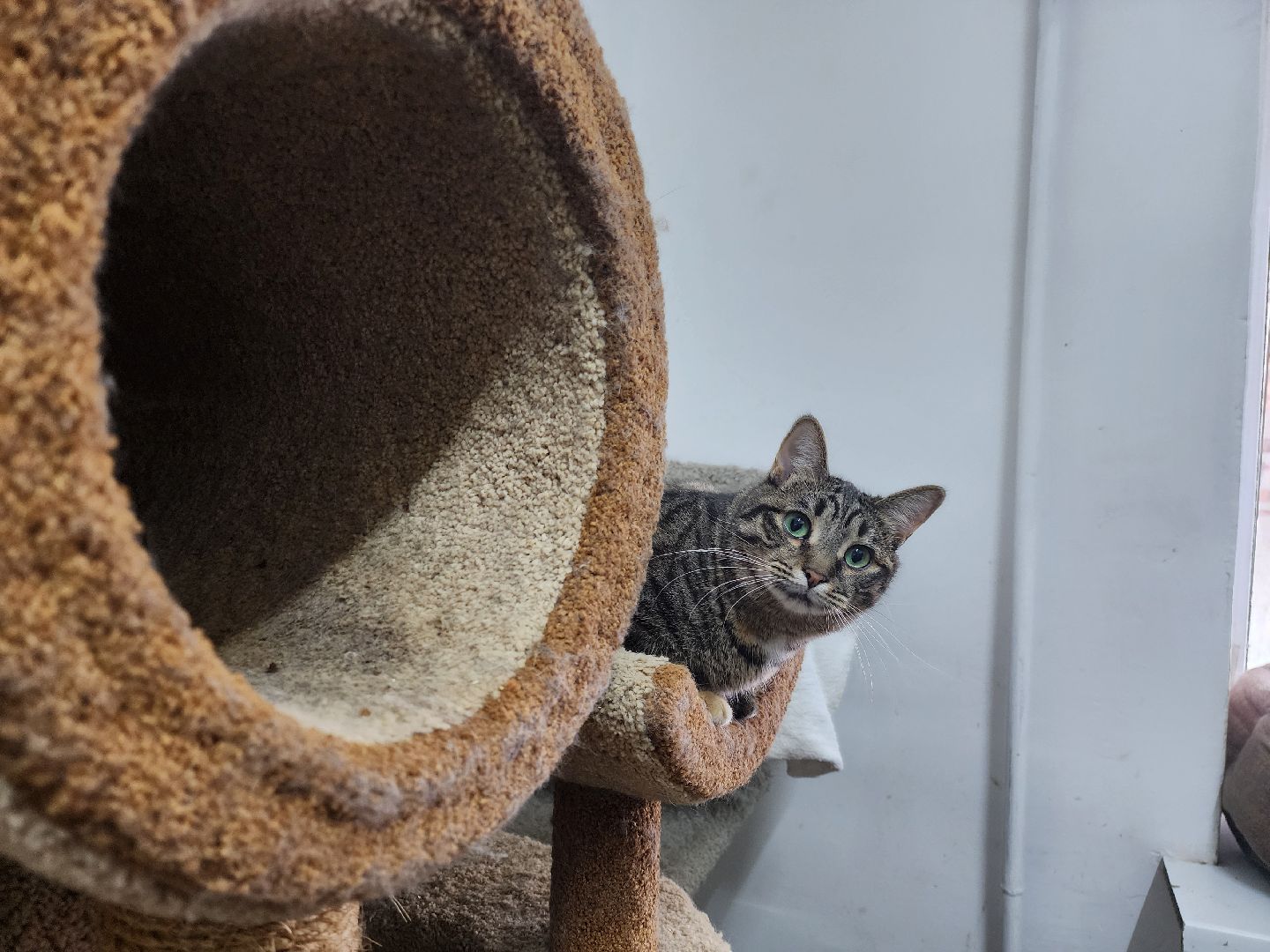 химки, приют для животных, волонтеры, кошки,