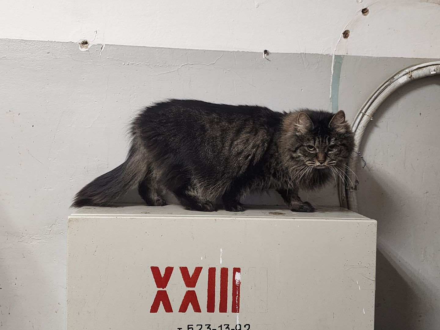 химки, приют для животных, волонтеры, кошки,