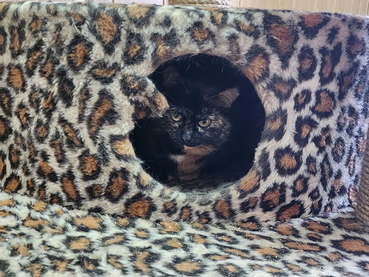 химки, приют для животных, волонтеры, кошки,