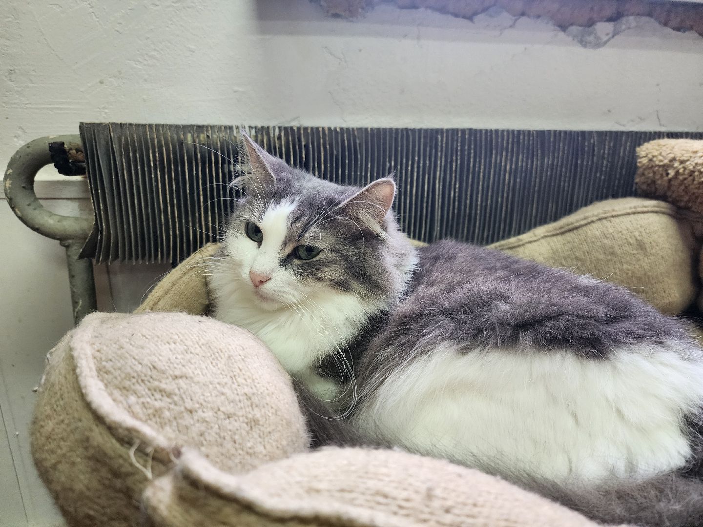 химки, приют для животных, волонтеры, кошки,