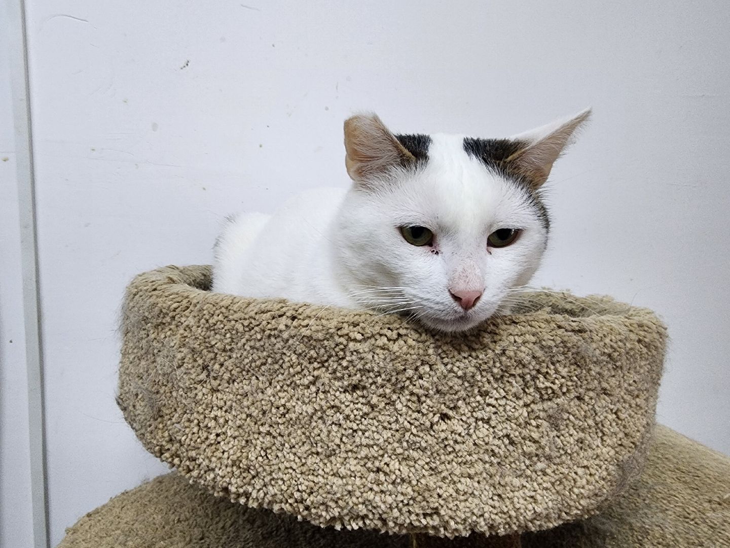 химки, приют для животных, волонтеры, кошки,