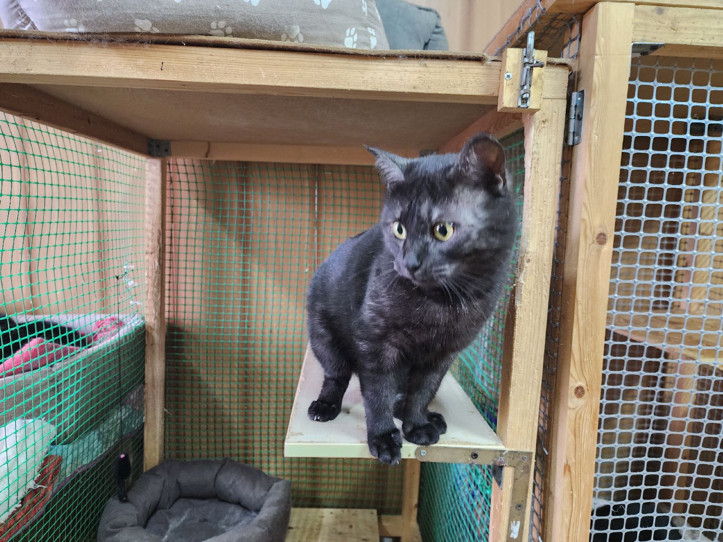 химки, приют для животных, волонтеры, кошки,