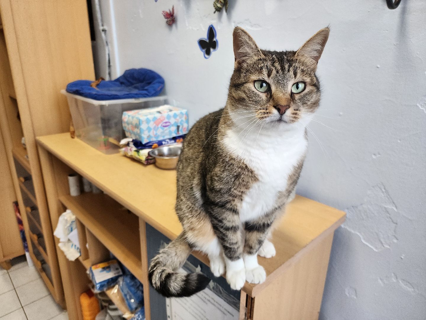 химки, приют для животных, волонтеры, кошки,