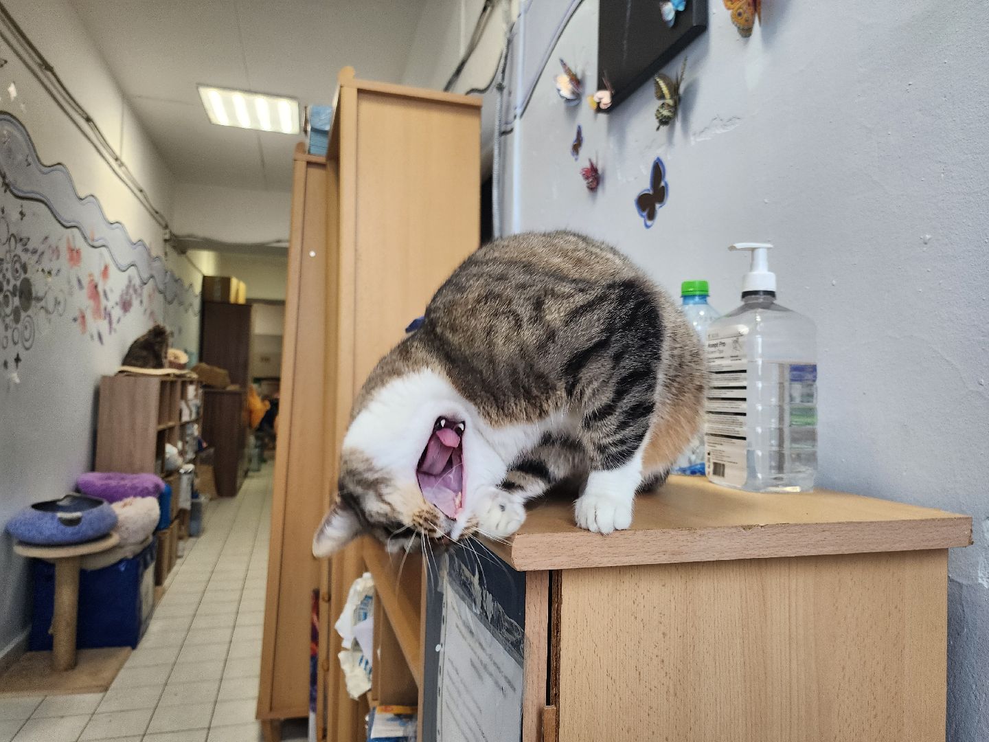 химки, приют для животных, волонтеры, кошки,