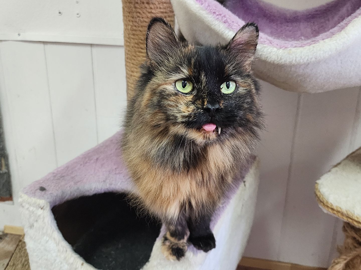 химки, приют для животных, волонтеры, кошки,